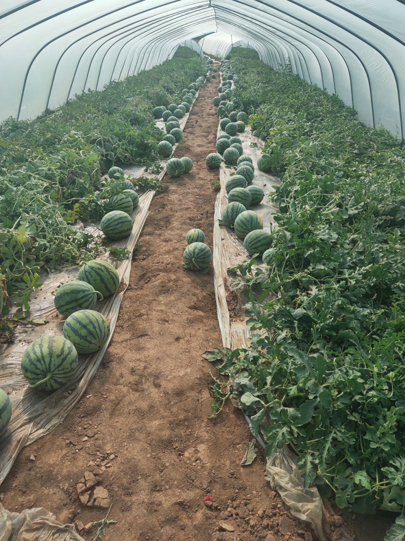 甘肃产区美都西瓜  美都原棚无子，甜度十三度，大量有货，