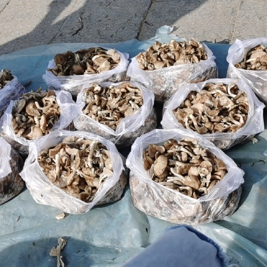 平泉市蘑菇 槐树林小草蘑