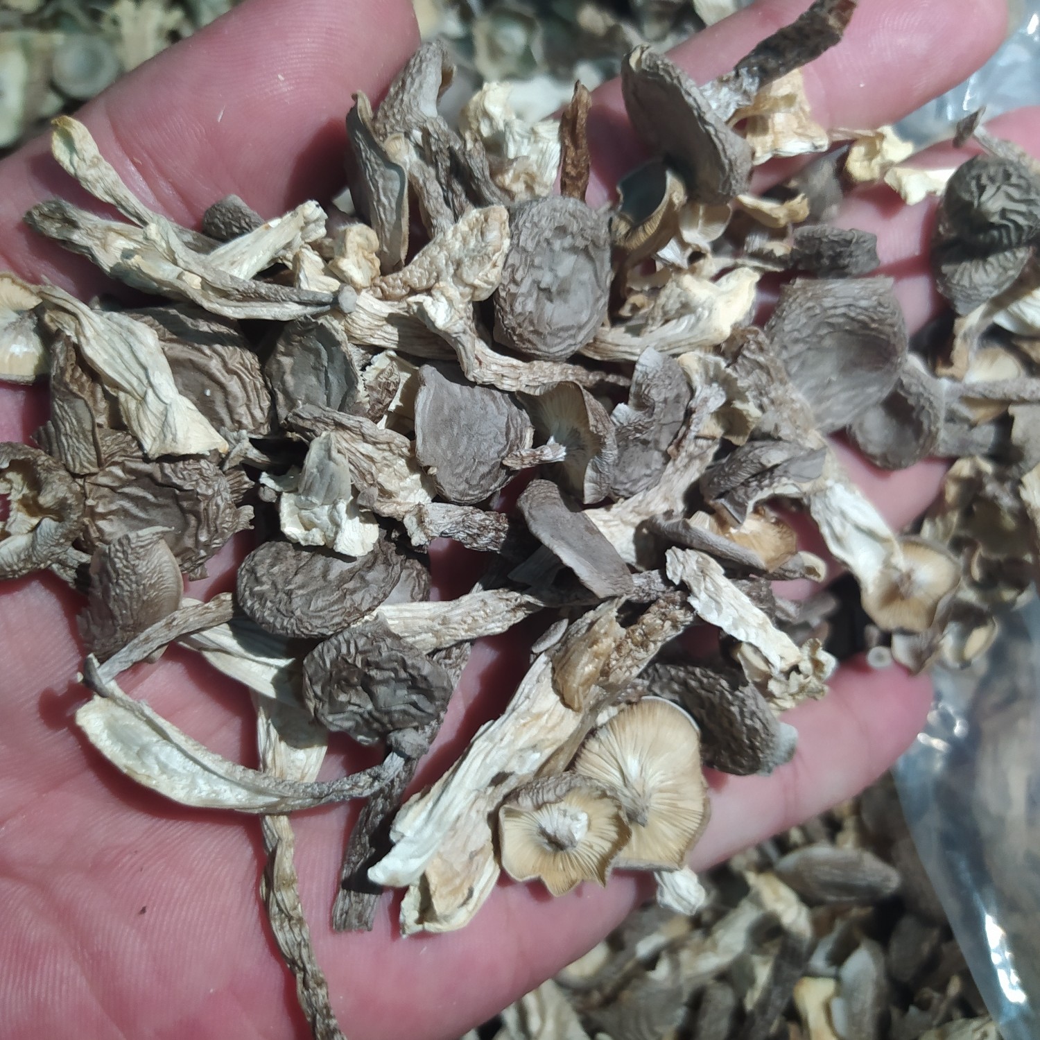 鹿茸菇厂地直销。碎片。断脚断帽13斤一件起批发。质量保证。