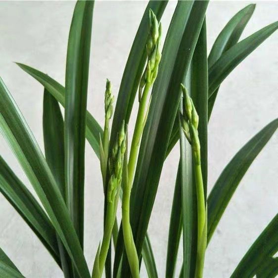 兰花苗(仙殿白墨)墨兰素花浓香型好养兰草花卉盆栽客厅观花植物