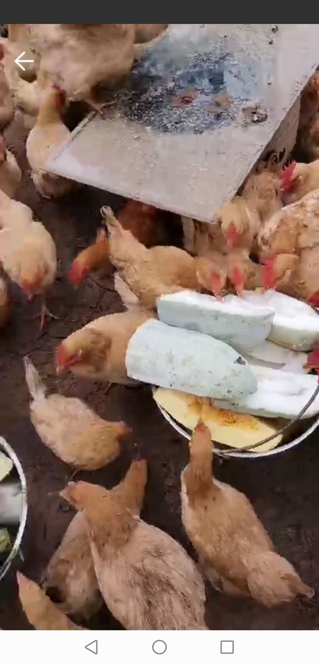 农家山上散养土鸡