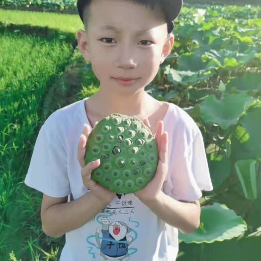 石城县白莲子 白莲之乡(白莲)高营养，煲汤必不可少