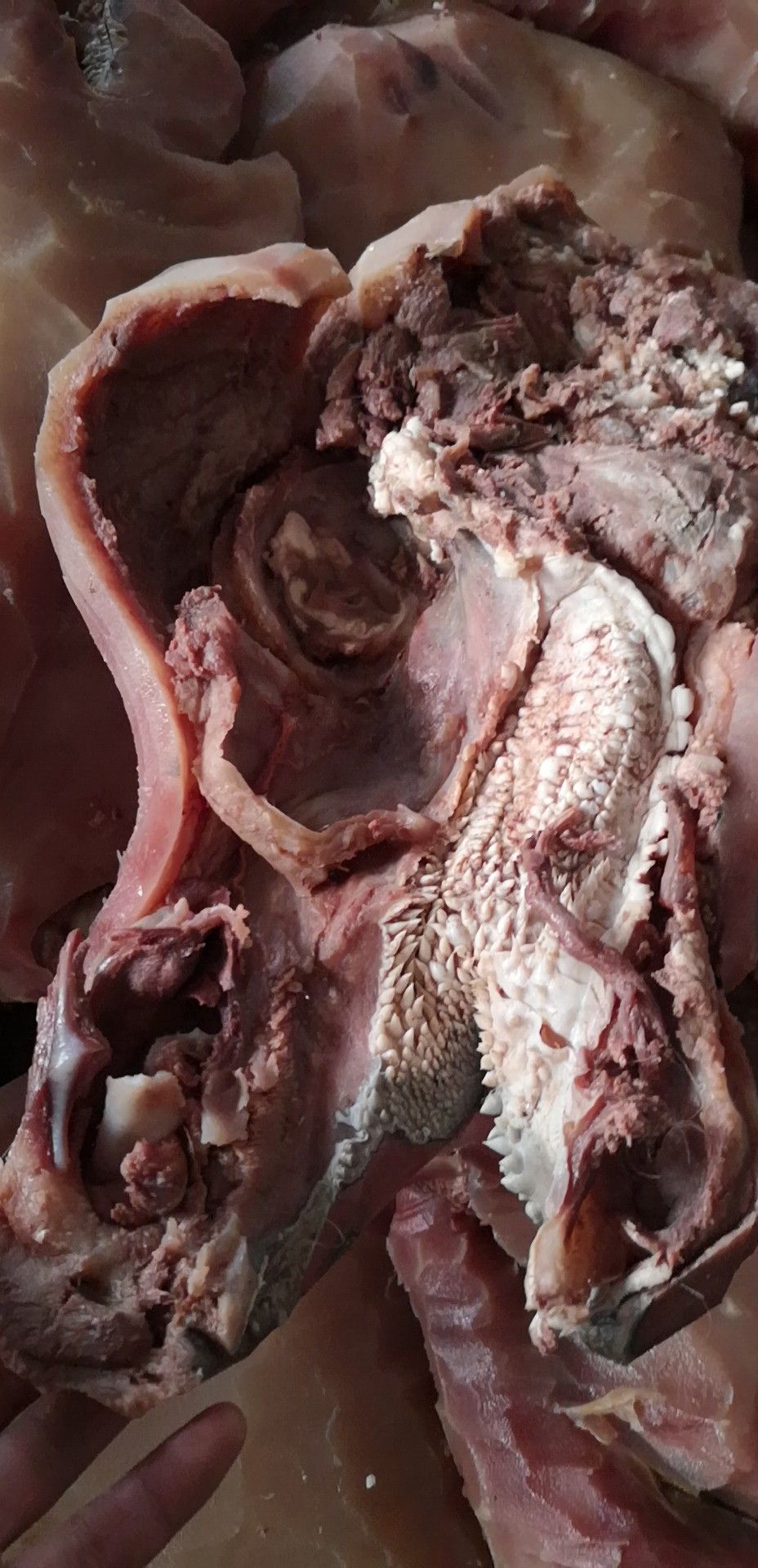 牛头肉