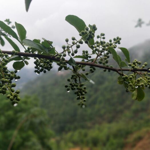 盐边县青花椒香麻十足