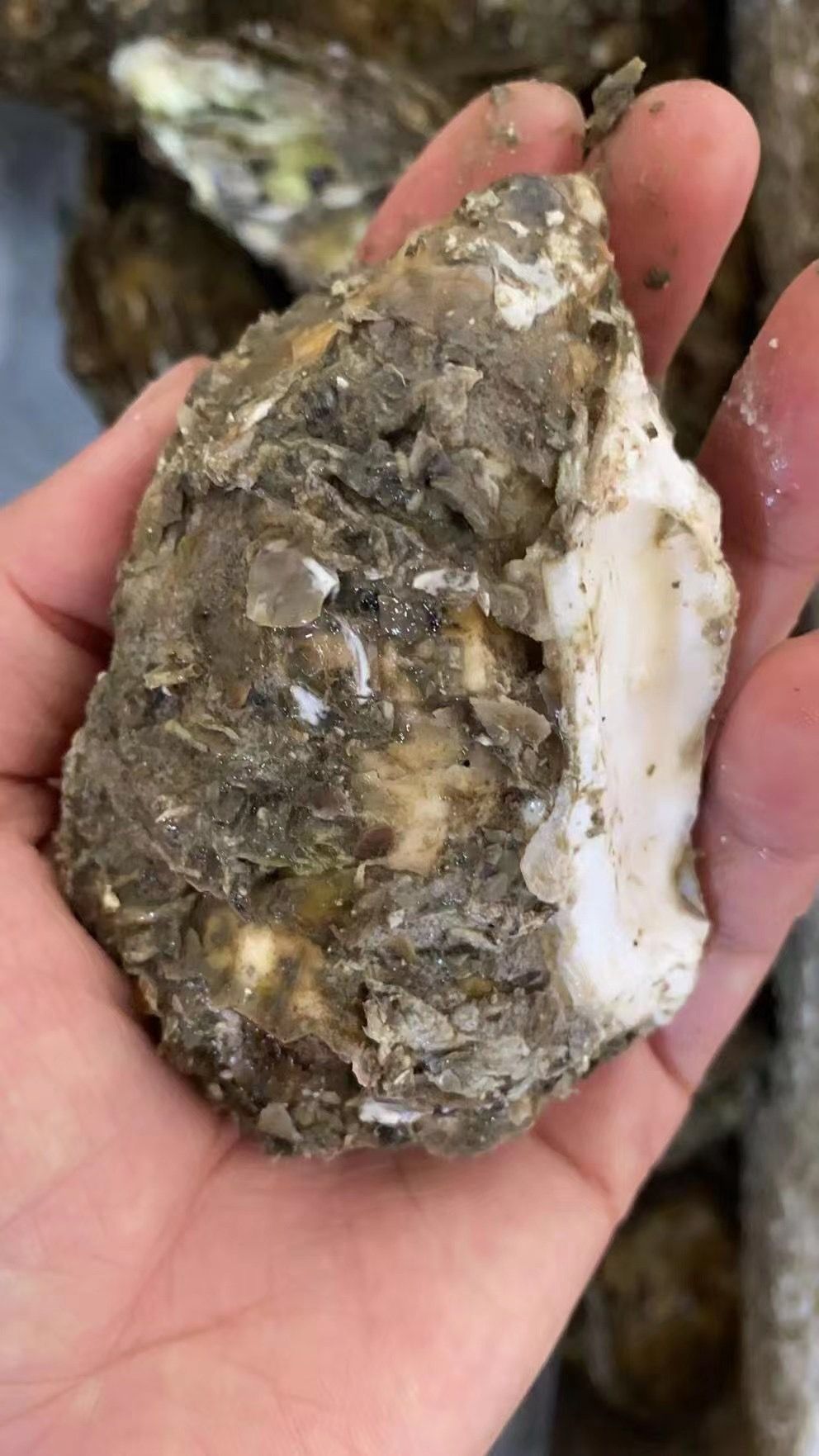 牡蛎  井洲深海蚝，烧烤专用生蚝，广东烧烤专用生蚝