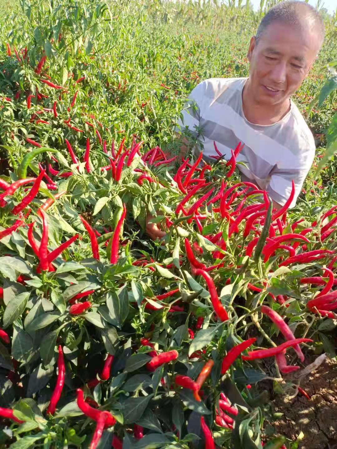 辣椒 椒中玉大量上市，需要的老板联系。