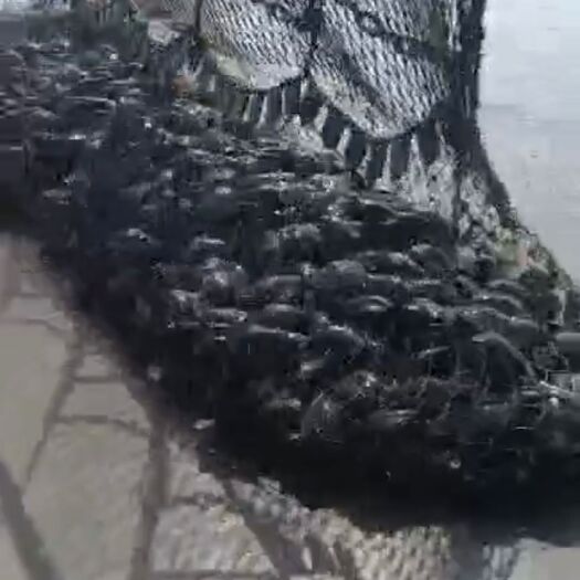 哈尔滨蚌  淡水螺