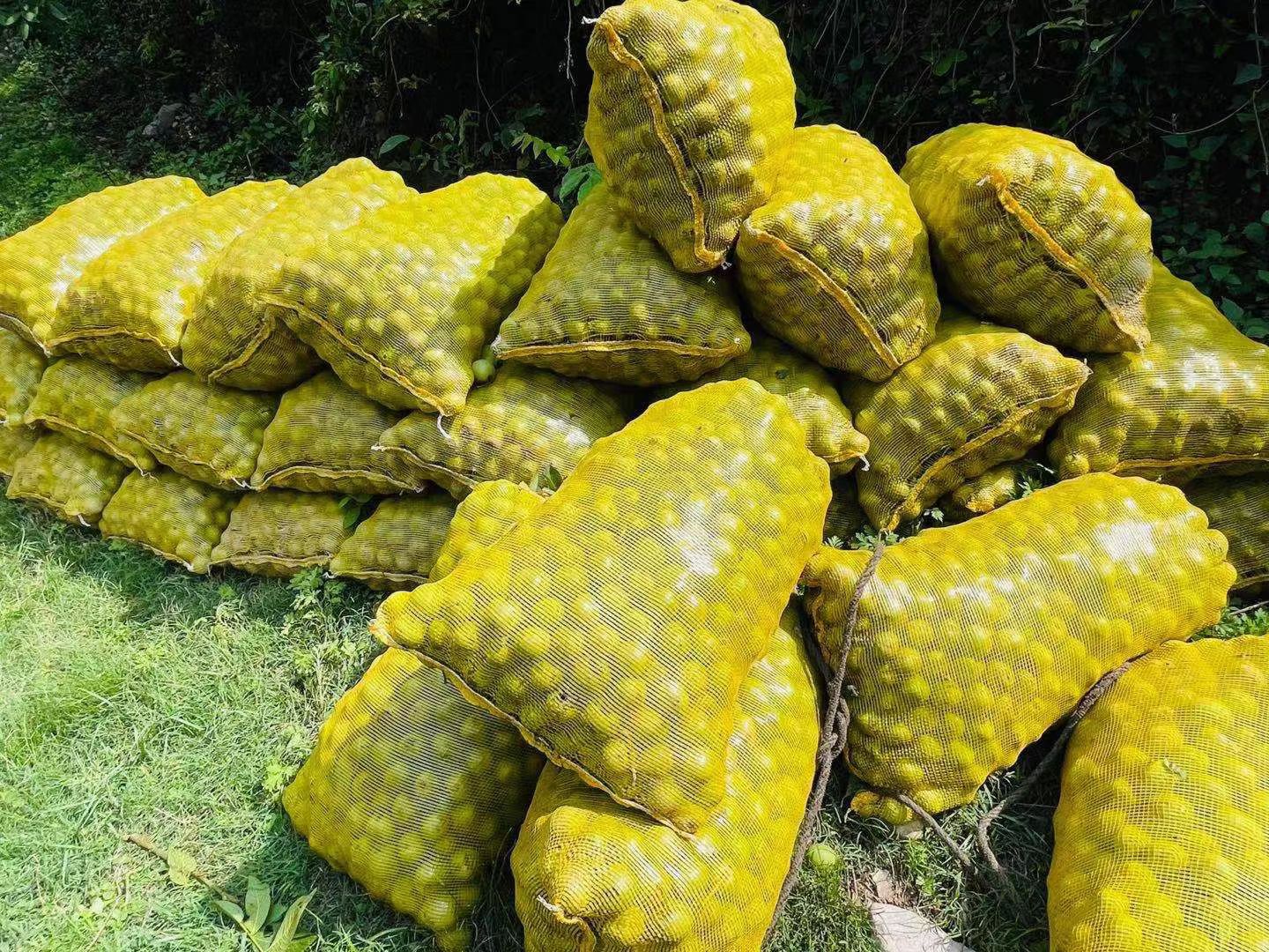青皮核桃  大凉山盐源去青皮新鲜核桃树河核桃