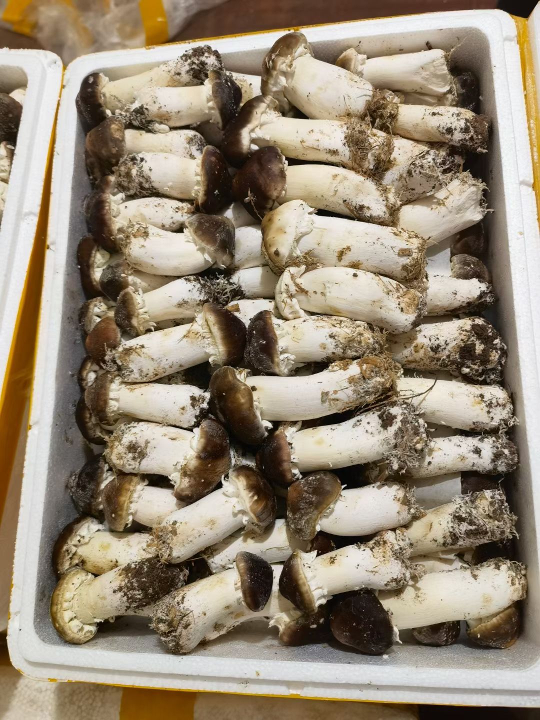 大球盖菇菌种  赤松茸菌种一亩1600元回收产品鲜菇、盐水菇