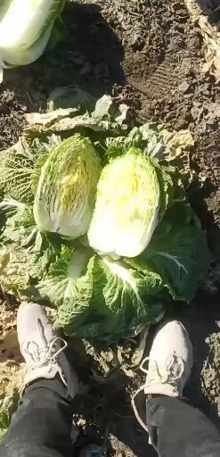 肇州县黄心大白菜