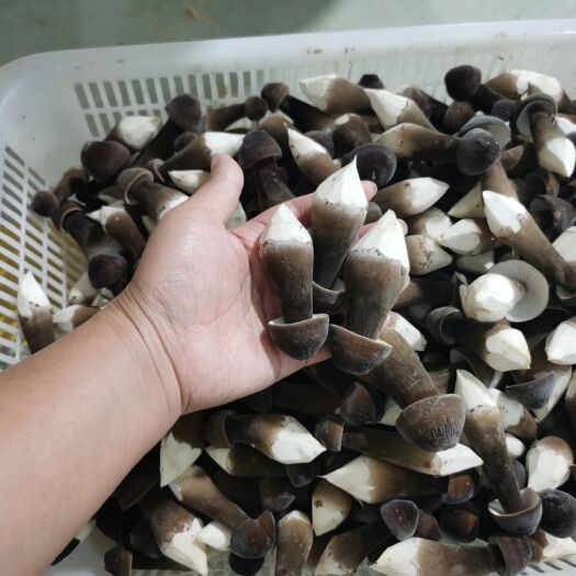 梁山县黑皮鸡枞菌基地直发