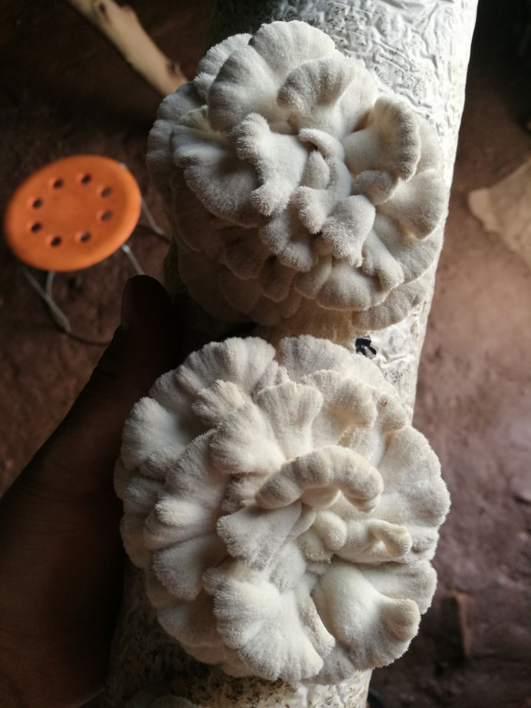 新鲜白参菌，别名：裂皱菌，鸡毛菌，雪莲菌，（该品类为鲜货）