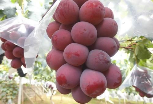 妮娜皇后葡萄苗 嫁接苗 裸根苗