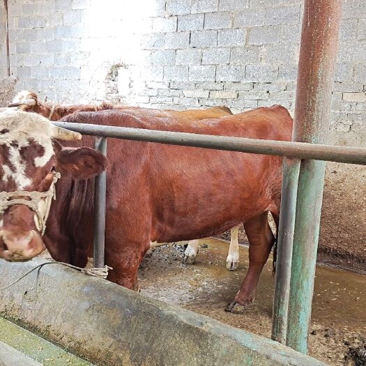 威宁县西门塔尔牛  精品保胎大母牛1100斤均价2.4
