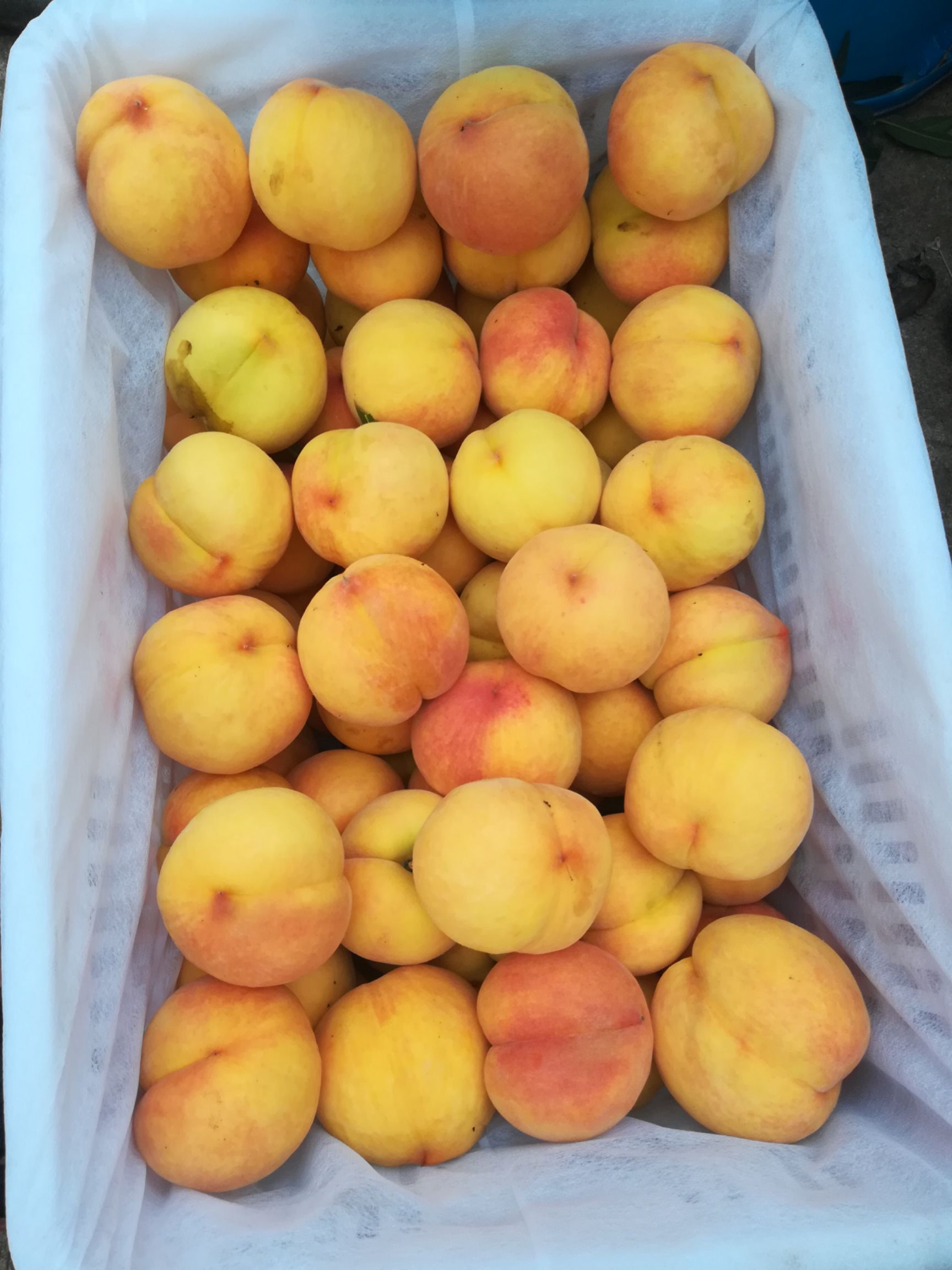 锦绣黄桃  黄金密二号