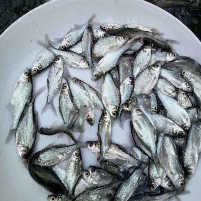 武昌鱼苗，边鱼、沙边鱼