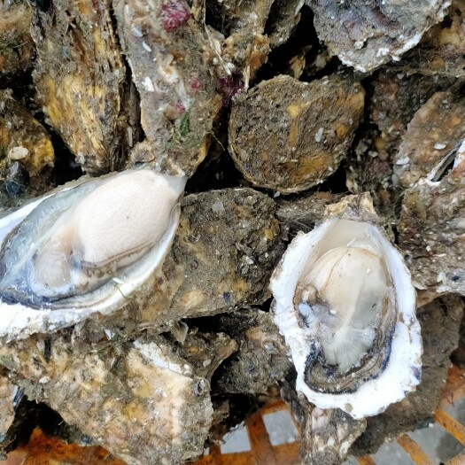 诏安县牡蛎 诏安湾产地供应商