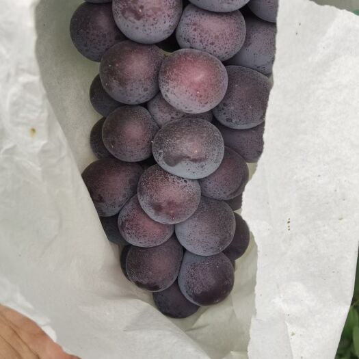 邯郸夏黑葡萄  河北葡萄红无核夏黑维多利亚大量上市了罐头厂