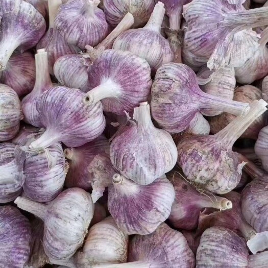 金乡县紫皮蒜  金乡大蒜