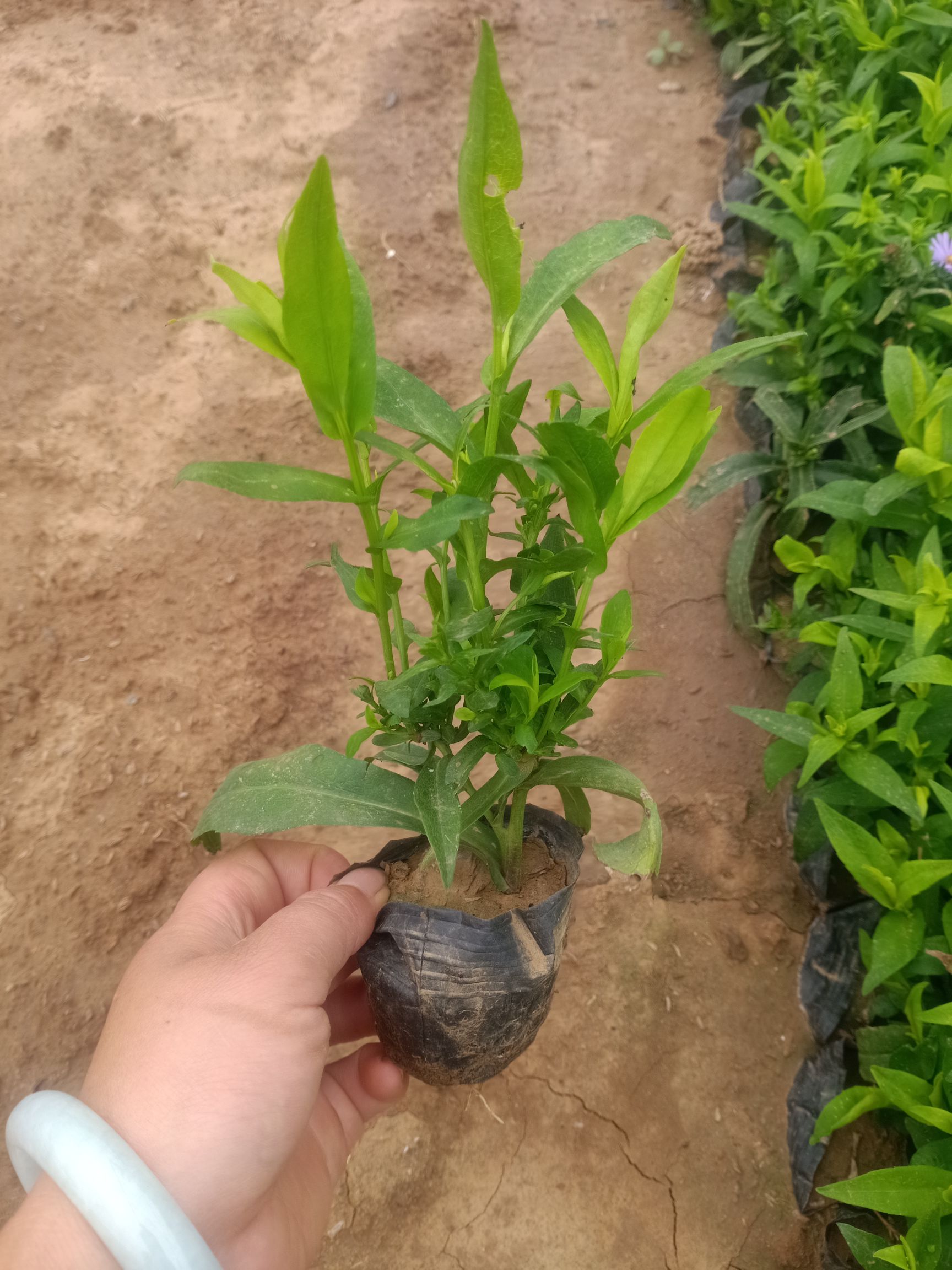  常年备有各类草花、宿根地被、绿化苗木、水生植物等数百个品种