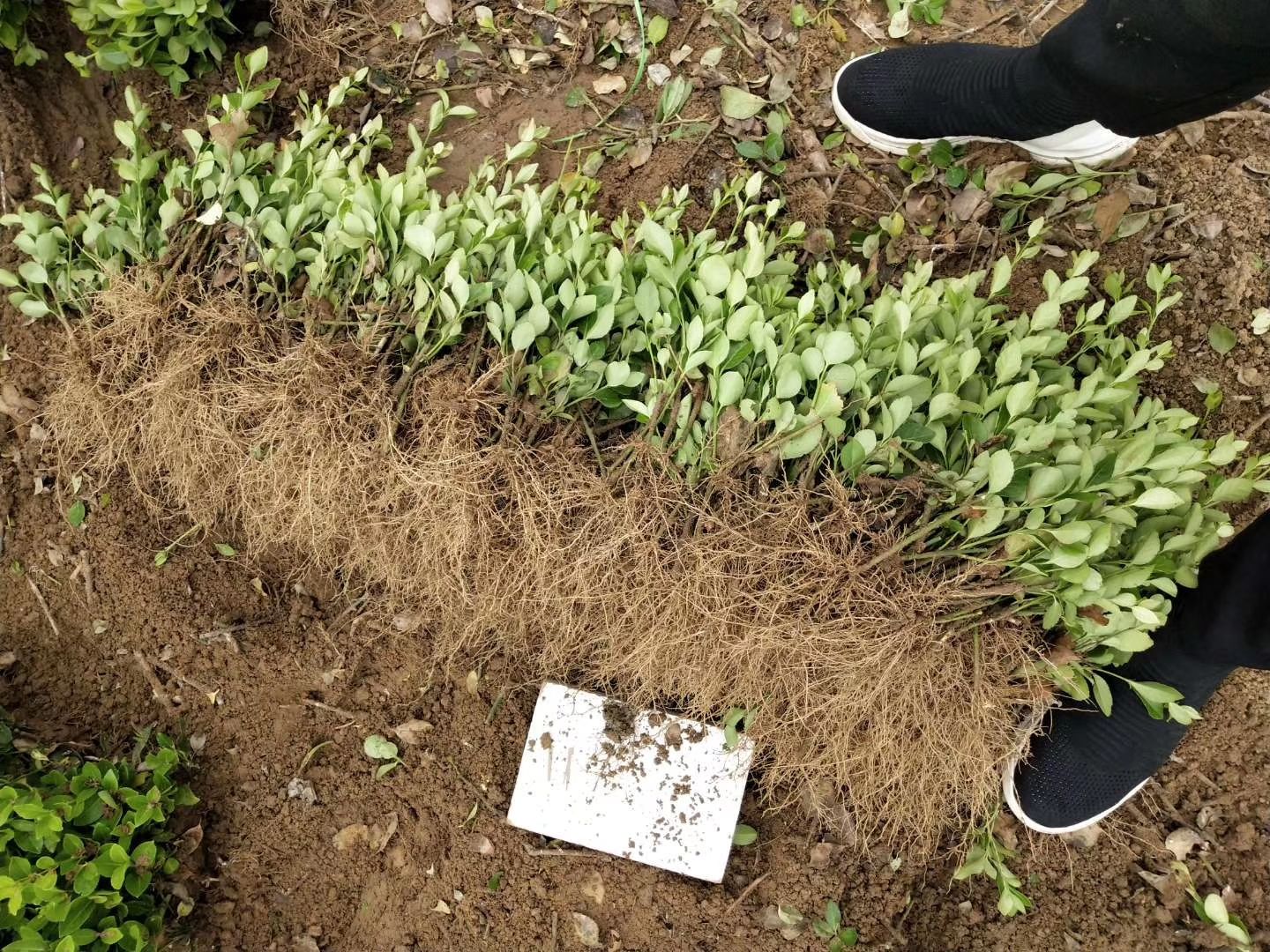 冬青苗  基地出售50公分60公分 大叶黄杨苗