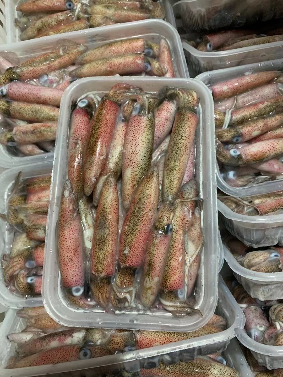 四号钓鱿鱼