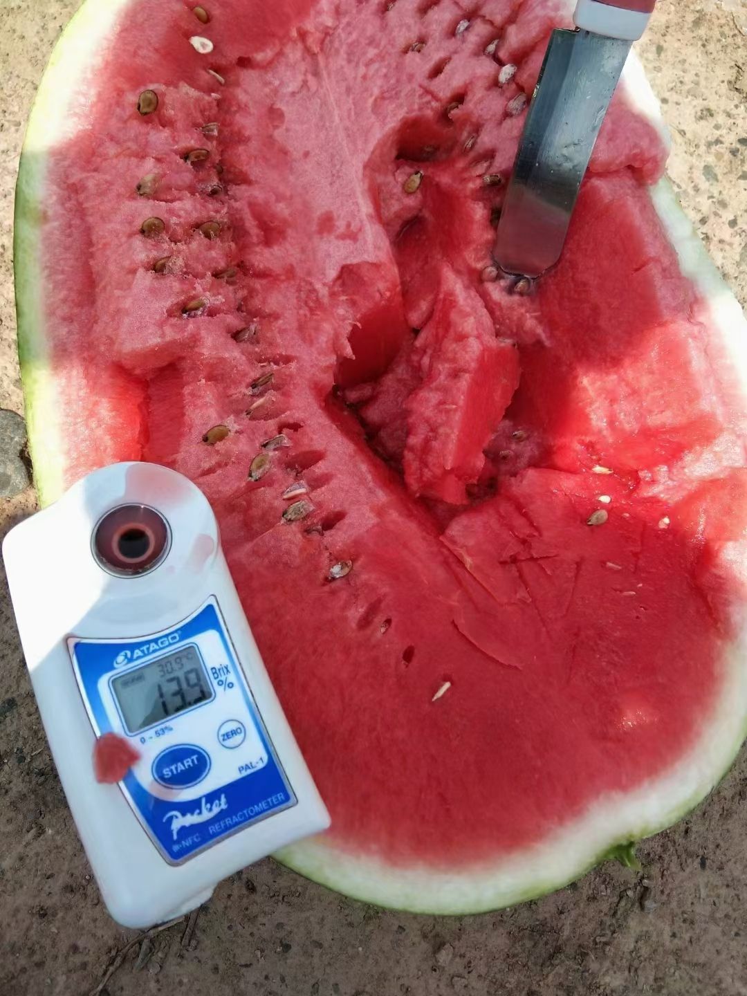 金城5号西瓜 需要的老板联系我，宁夏石头瓜