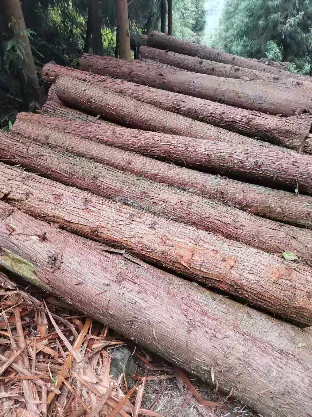 香杉 木材   主要是杉木，柳杉，各种家具用料