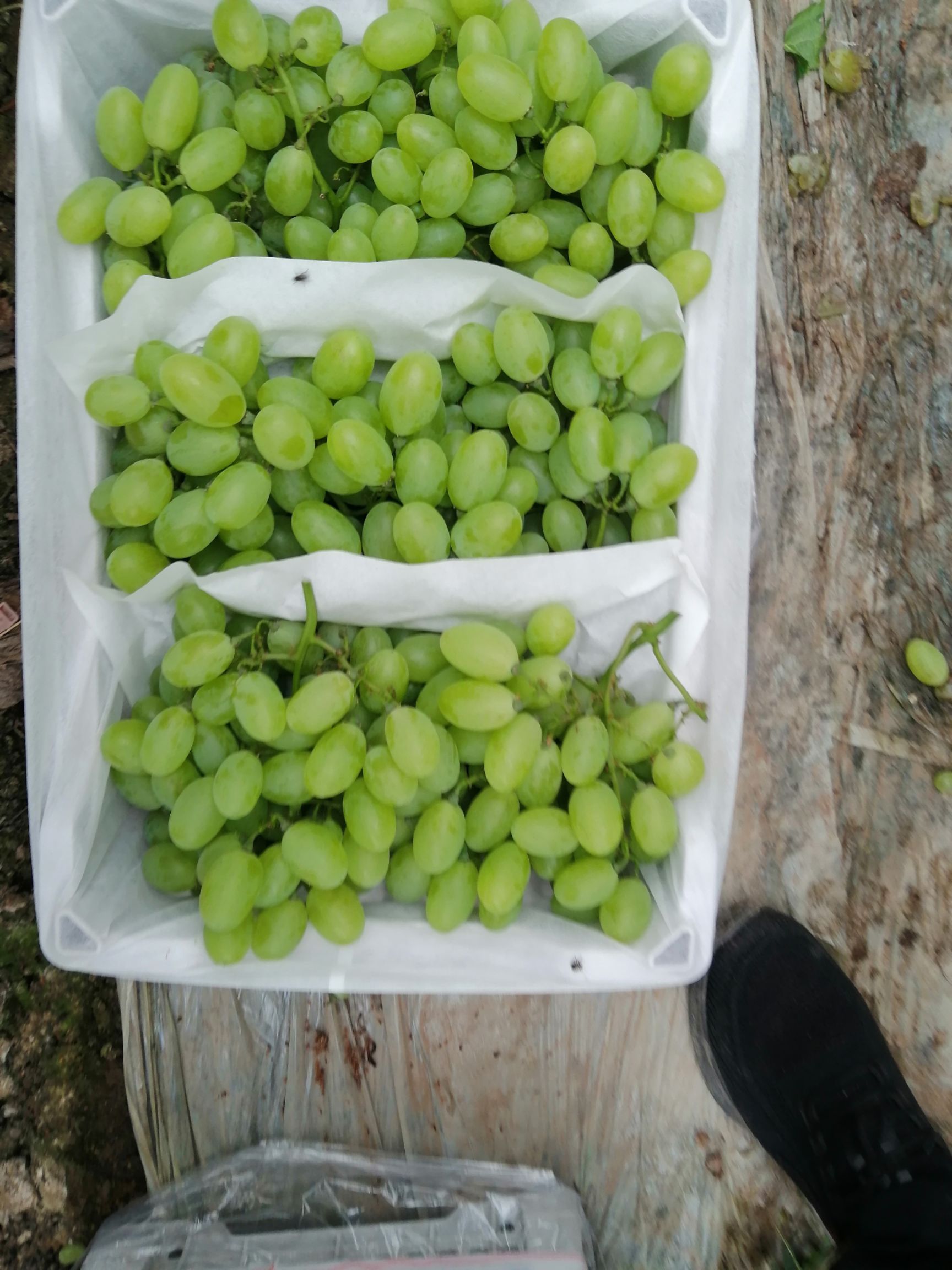 维多利亚 青提 河北饶阳