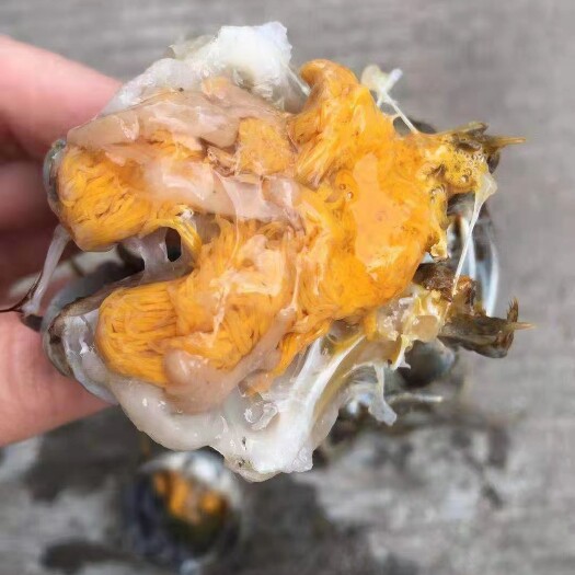 兴化六月黄精品大闸蟹，正式上市，欢迎大家咨询订购