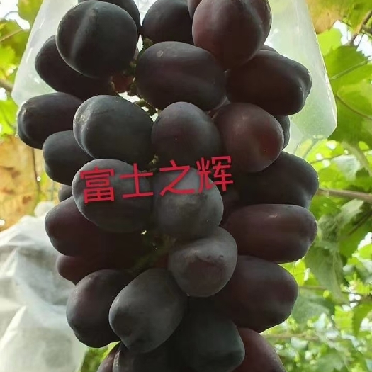 卢龙县富士之辉 嫁接苗 裸根苗