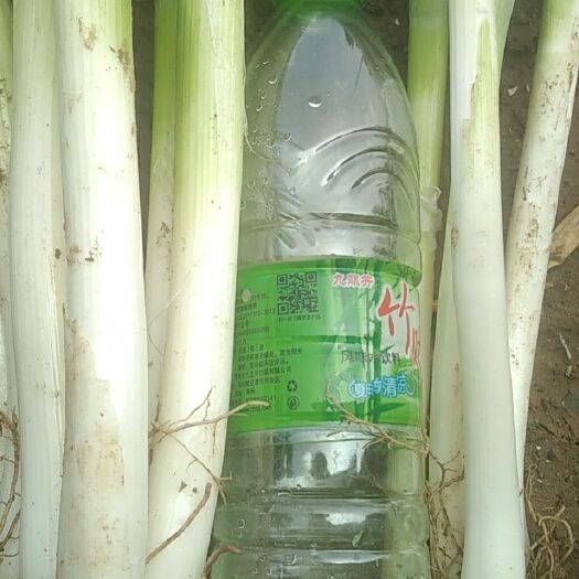濮阳 种植大户300亩铁杆大葱出手。