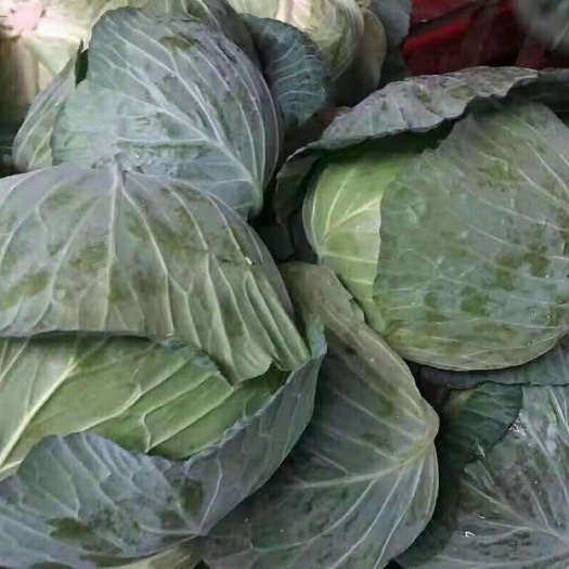 奉节奥奇娜甘蓝  奥奇娜，物美价廉