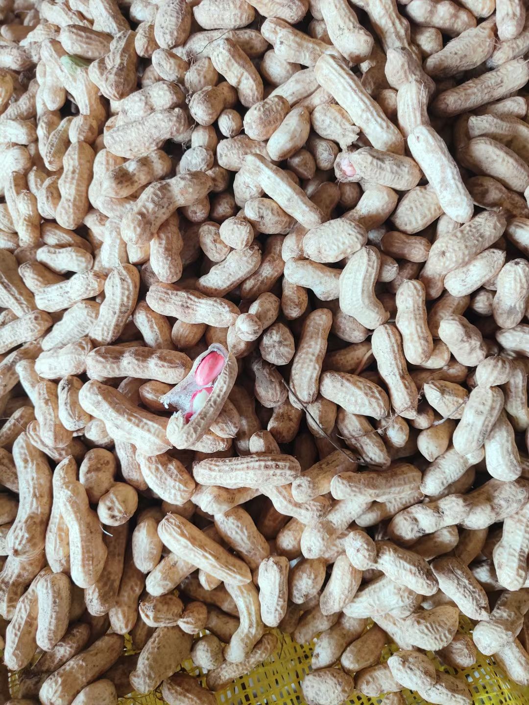  精品湿花生，鲜花生，籽粒饱满代发全国各地，过筛子精品，直供