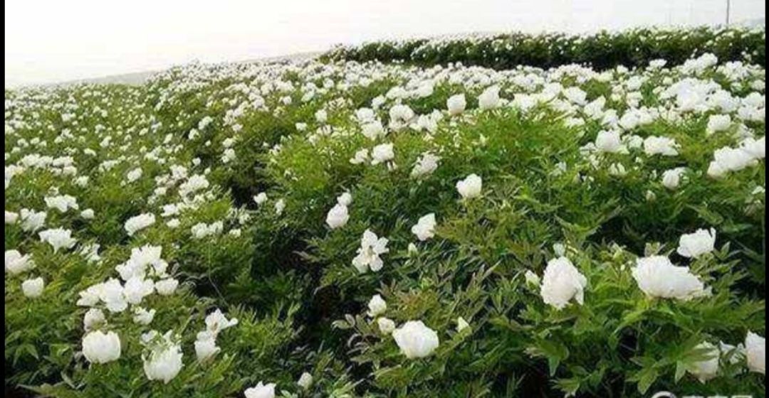 牡丹苗油用牡丹牡丹苗基地直供成活率高质量好