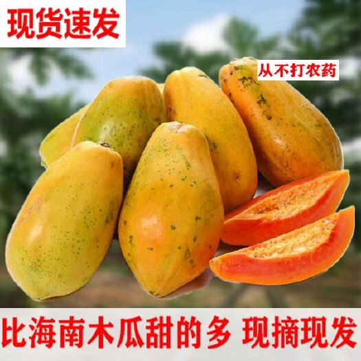 徐闻县收到即食 雷州冰糖木瓜 树上熟新鲜水果丰胸红心牛奶木瓜整箱