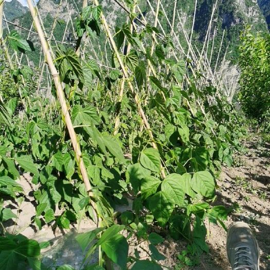 松潘县无筋四季豆 无筋豆。10万珠最近快上市了，欢迎老板们提前联系衔接，