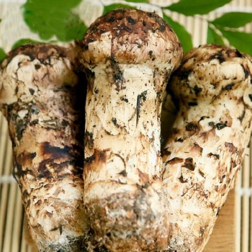 鲜松茸  松茸-基地-直采-直发/同时支持一件代发