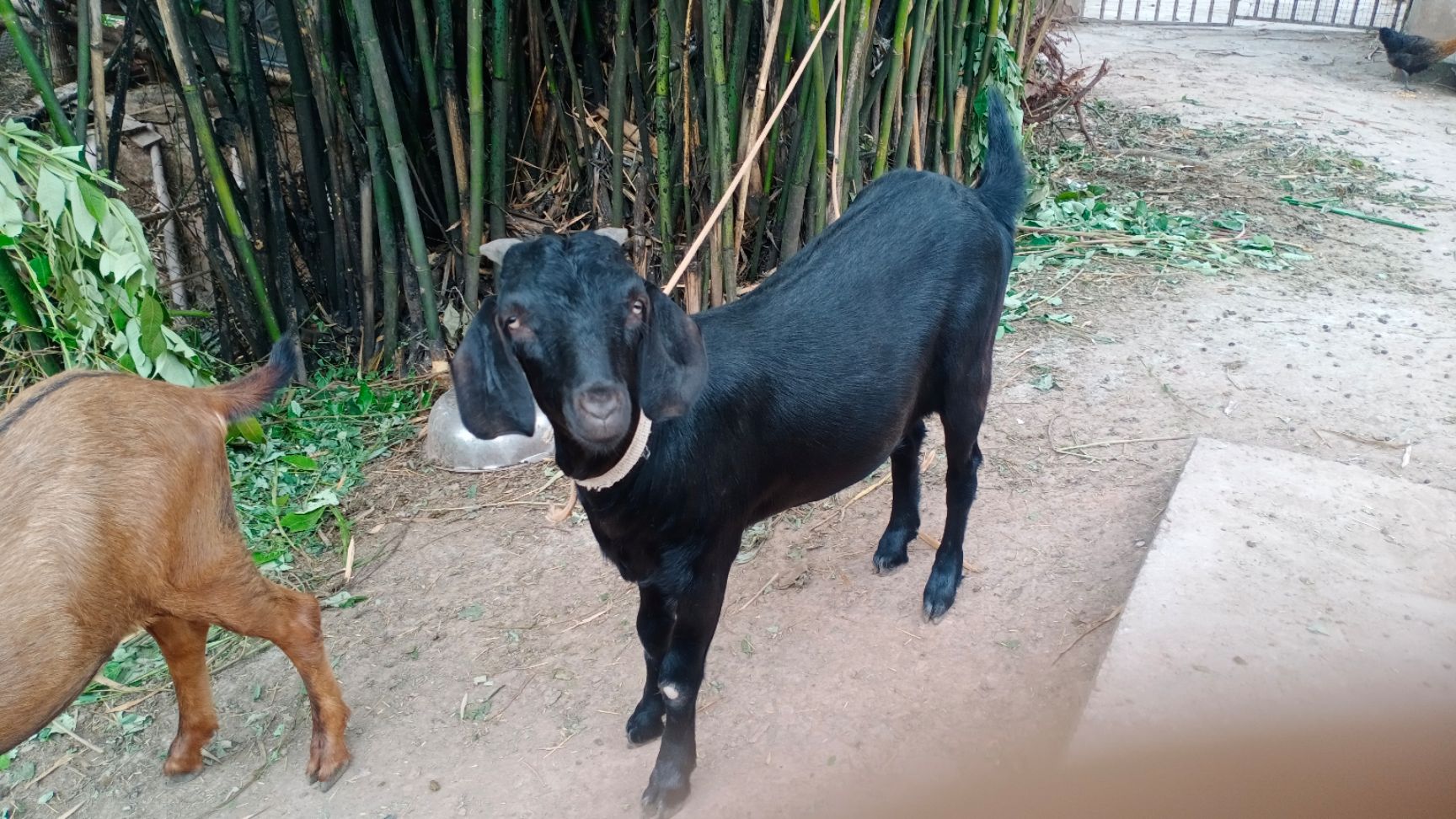 出售冬至黑山羊，肉羊、种公羊、骚公羊包上车包运