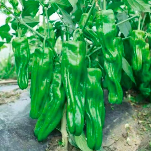 【精品】辣椒苗薄皮邹皮辣椒苗泡椒苏椒5号大果型产量高抗病