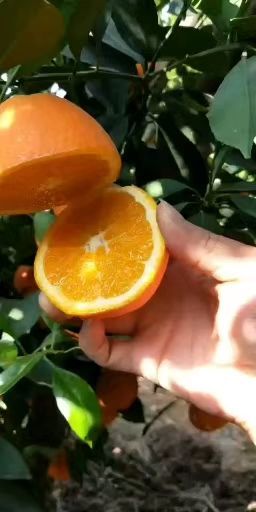 湖北宜昌秭归县橙子基地大量供应夏橙。