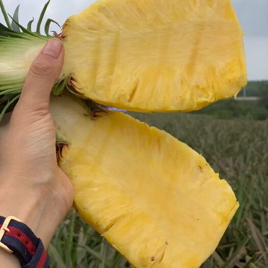 金钻凤梨全年供货批发手撕菠萝暴甜