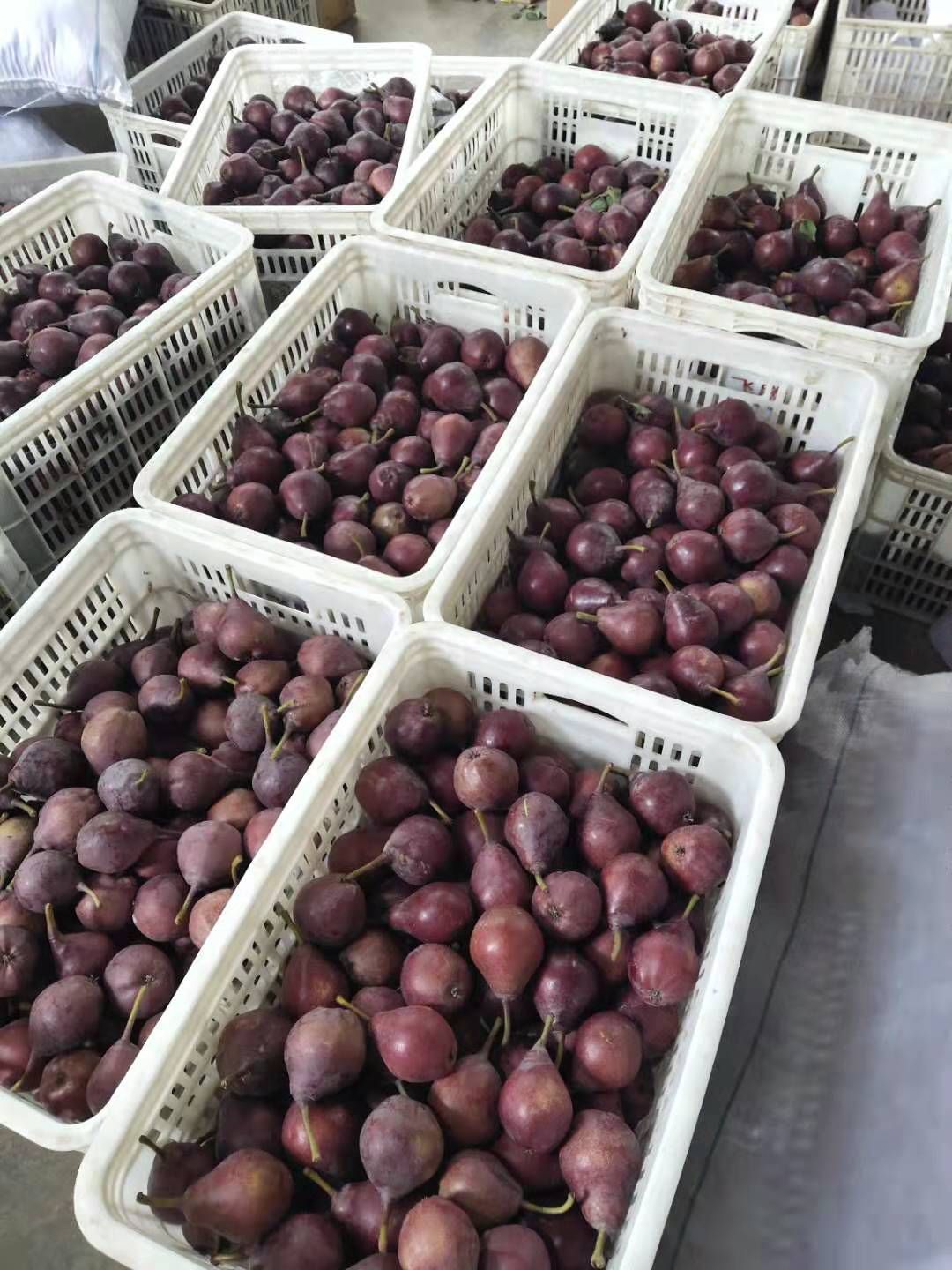 酥梨  【可以吸的梨子】红啤果冻梨，一年一度的爆款，还是去年