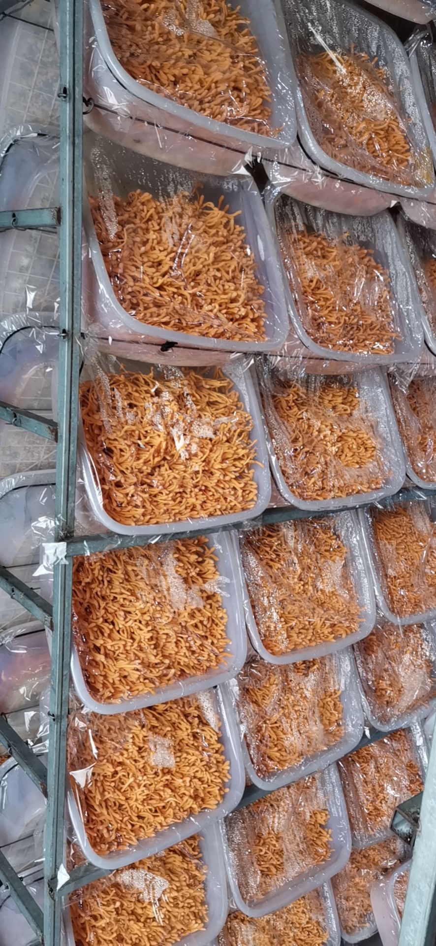 北虫草 虫草花