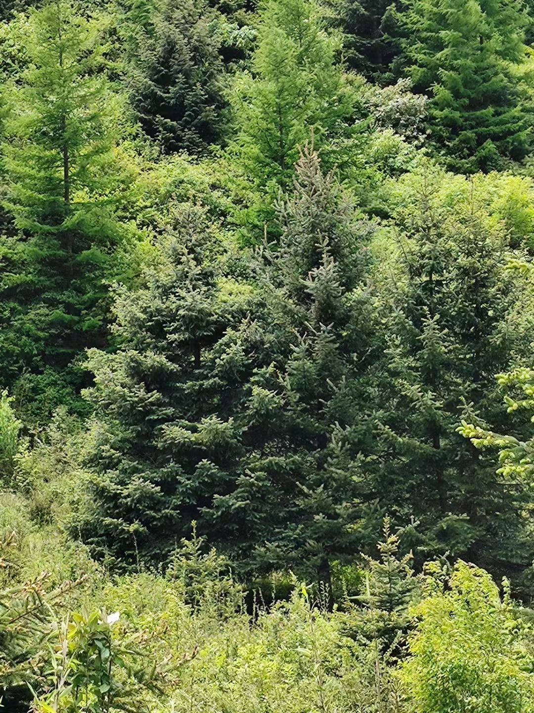 甘肃云杉，青海云杉，川西云杉6米7米8米9米10米