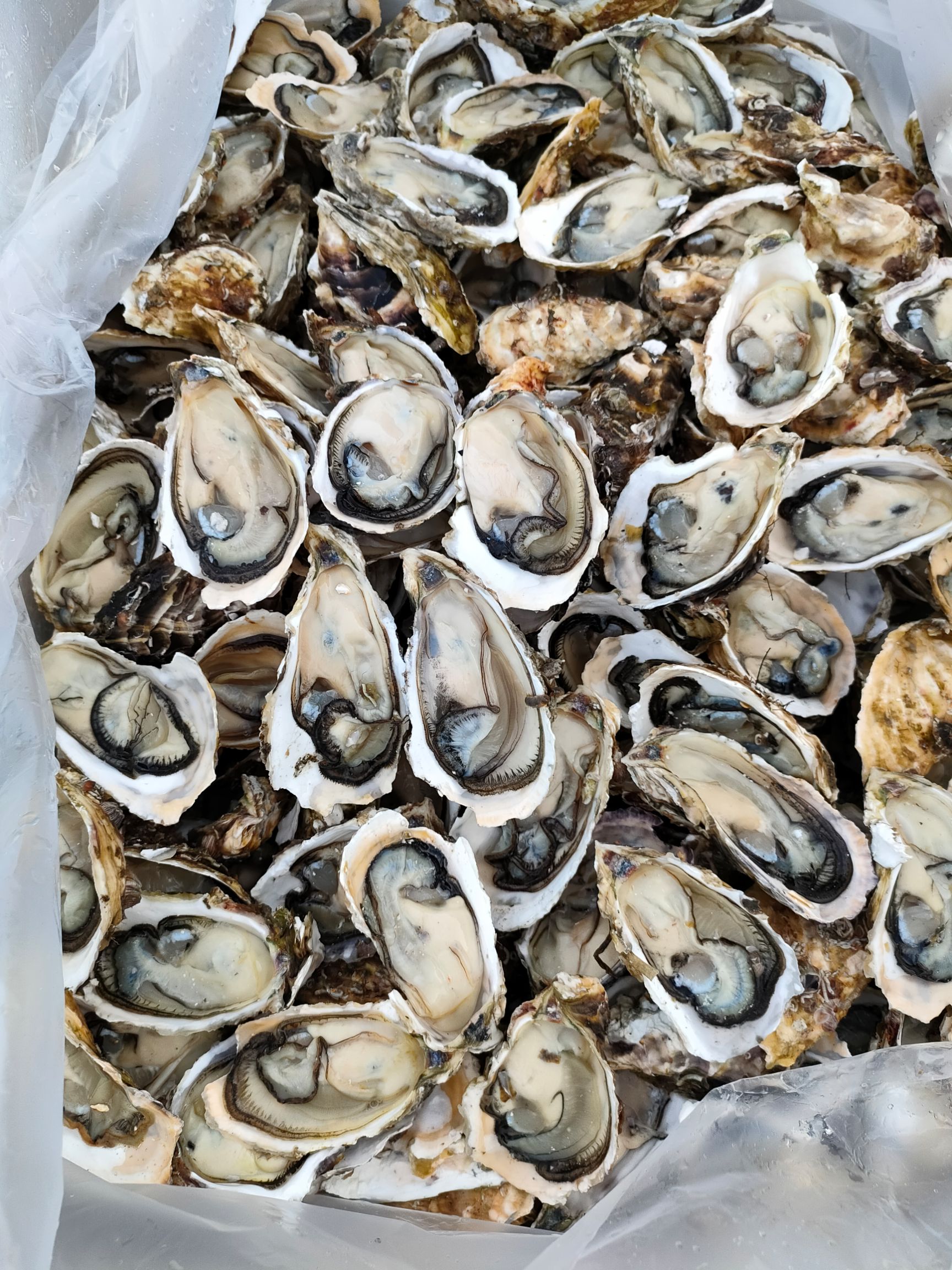 福州诏安湾的生蚝蚝厂直批，各种规格的精装生蚝，牡蛎批发