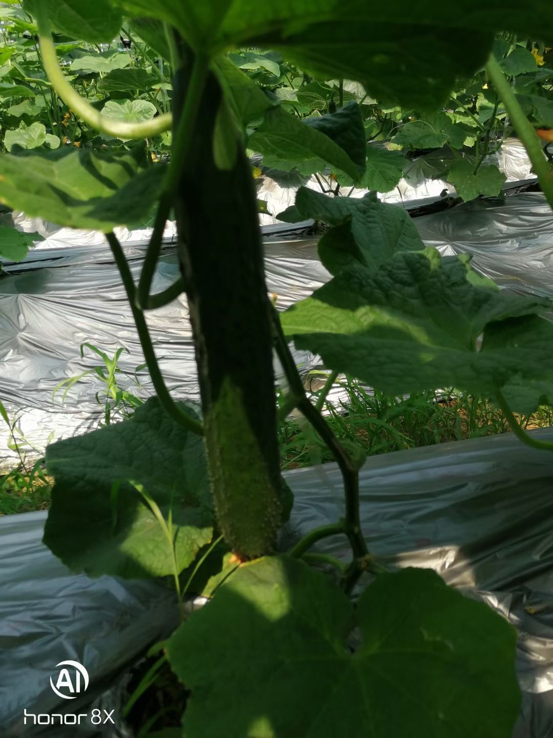 刺黄瓜  龙南桃江蔬菜基地大量供应黄瓜