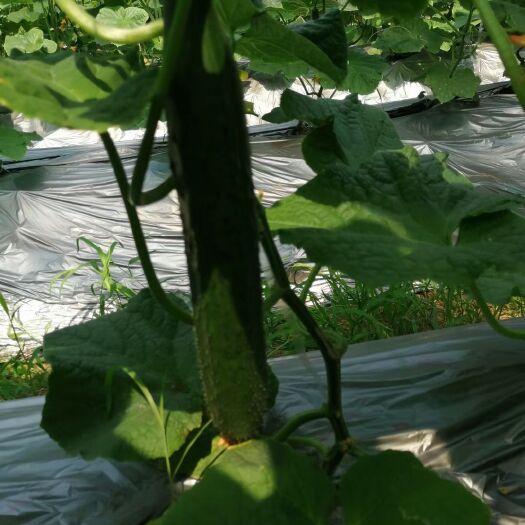 上犹县刺黄瓜  龙南桃江蔬菜基地大量供应黄瓜
