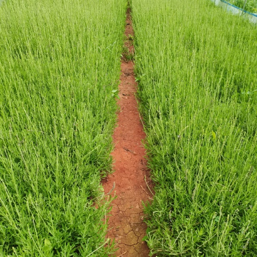 薰衣草，甜馨新品种薰衣草，云南昆明薰衣草种植园