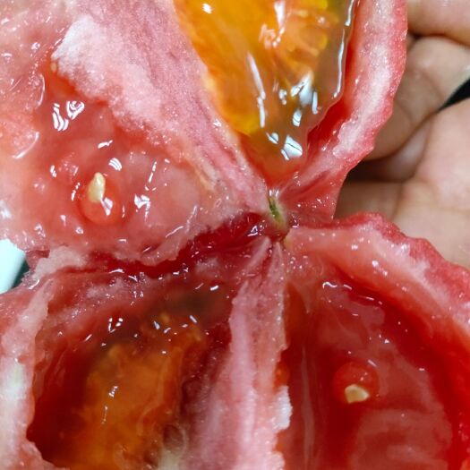 石家庄 毛粉西红柿